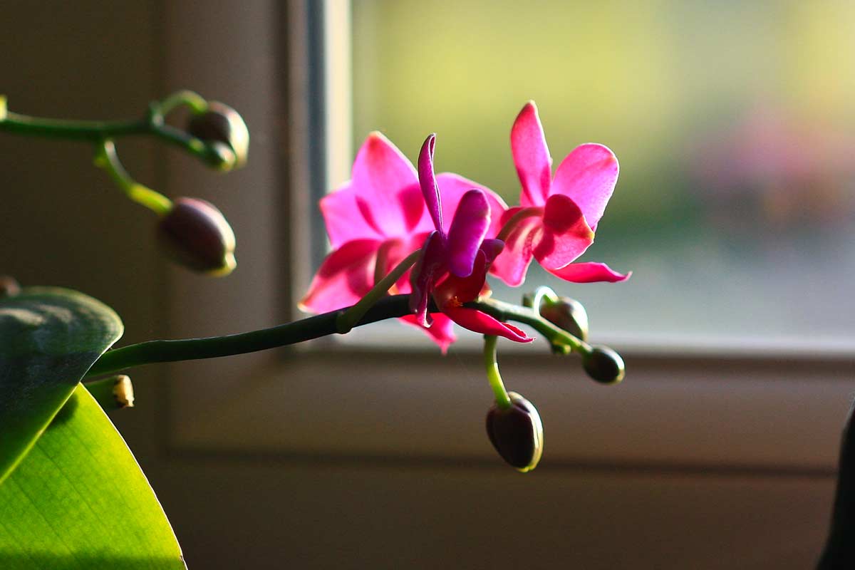 bourgeons orchidée