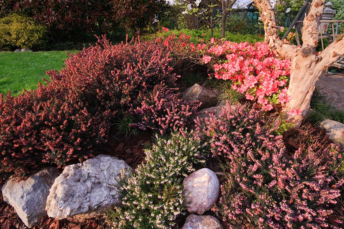 rocaille avec bruyère dans le jardin