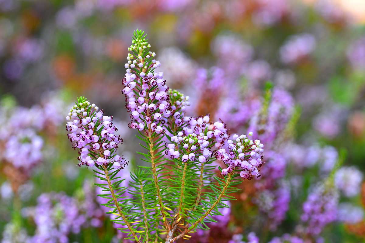 Erica vagans