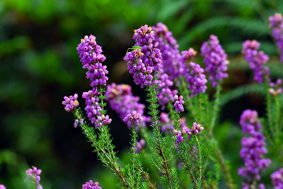 Erica cinerea