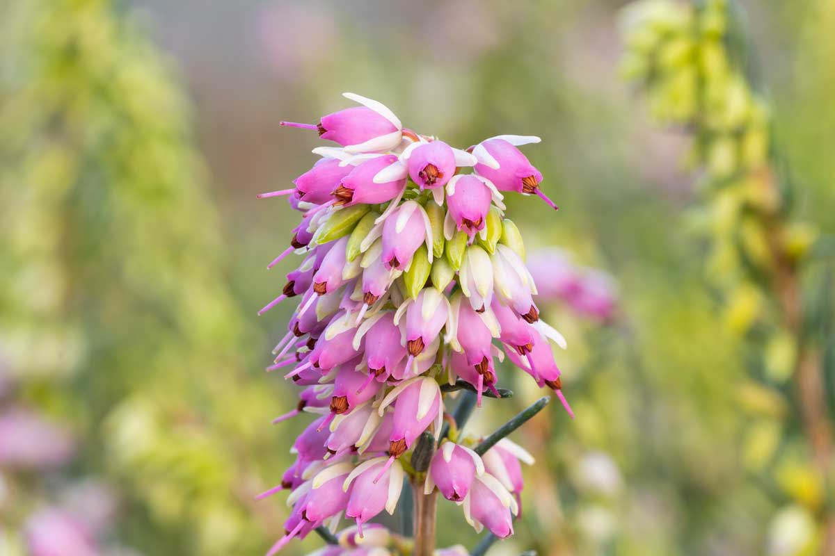 Erica x darleyensis