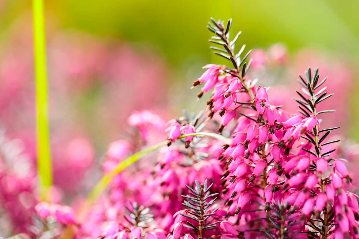 Erica carnea