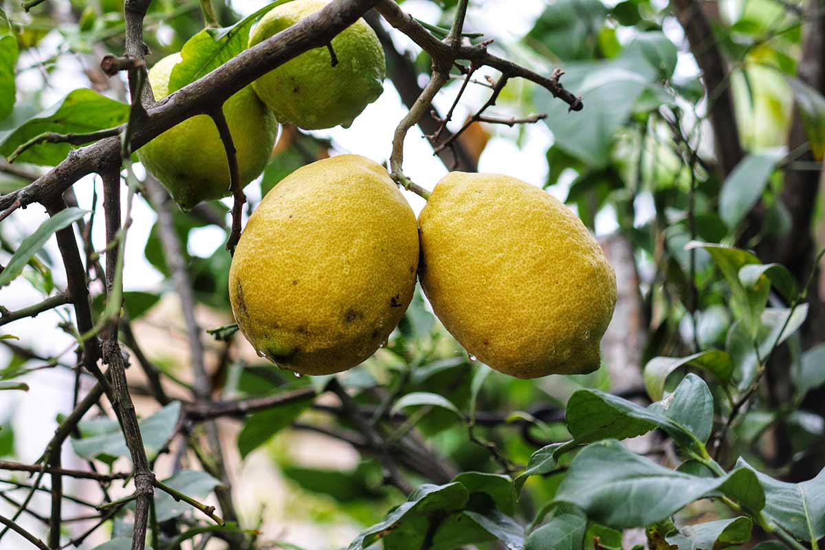 citrons qui noircissent