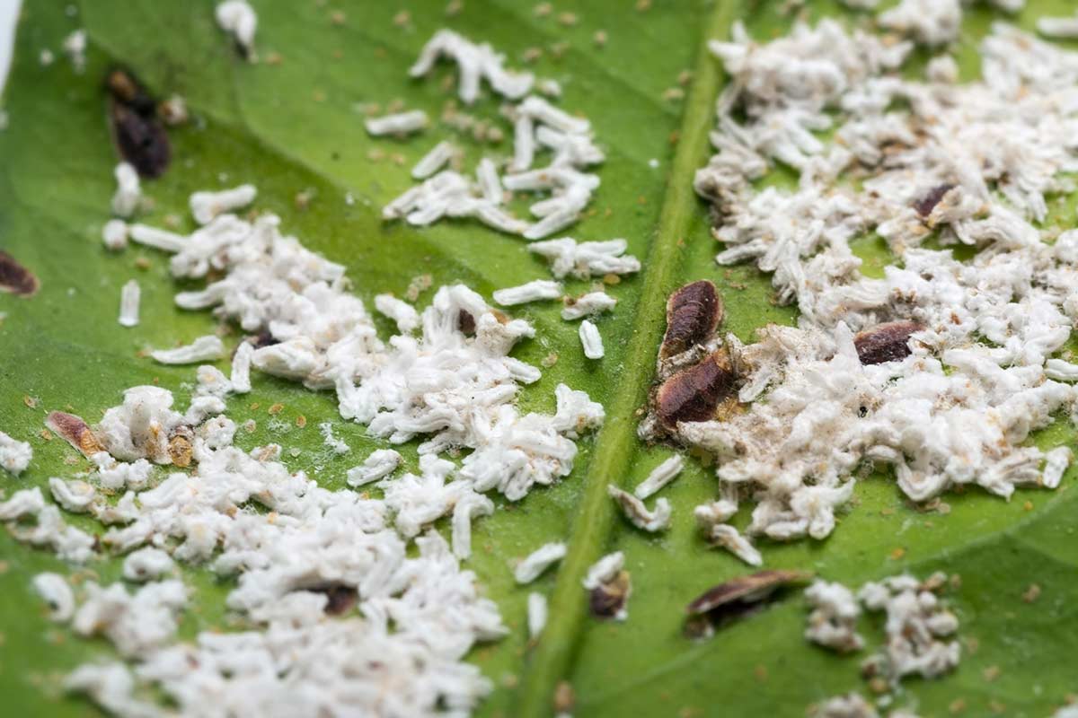 cochenilles farineuses sur feuilles de citronnier