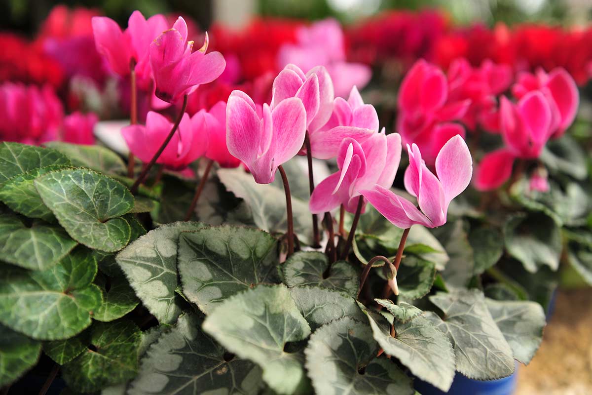 Cyclamens