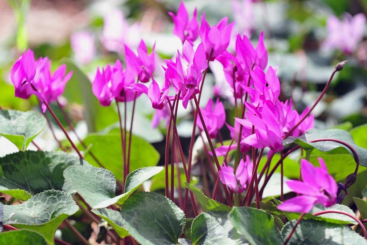 Cyclamens turquoise