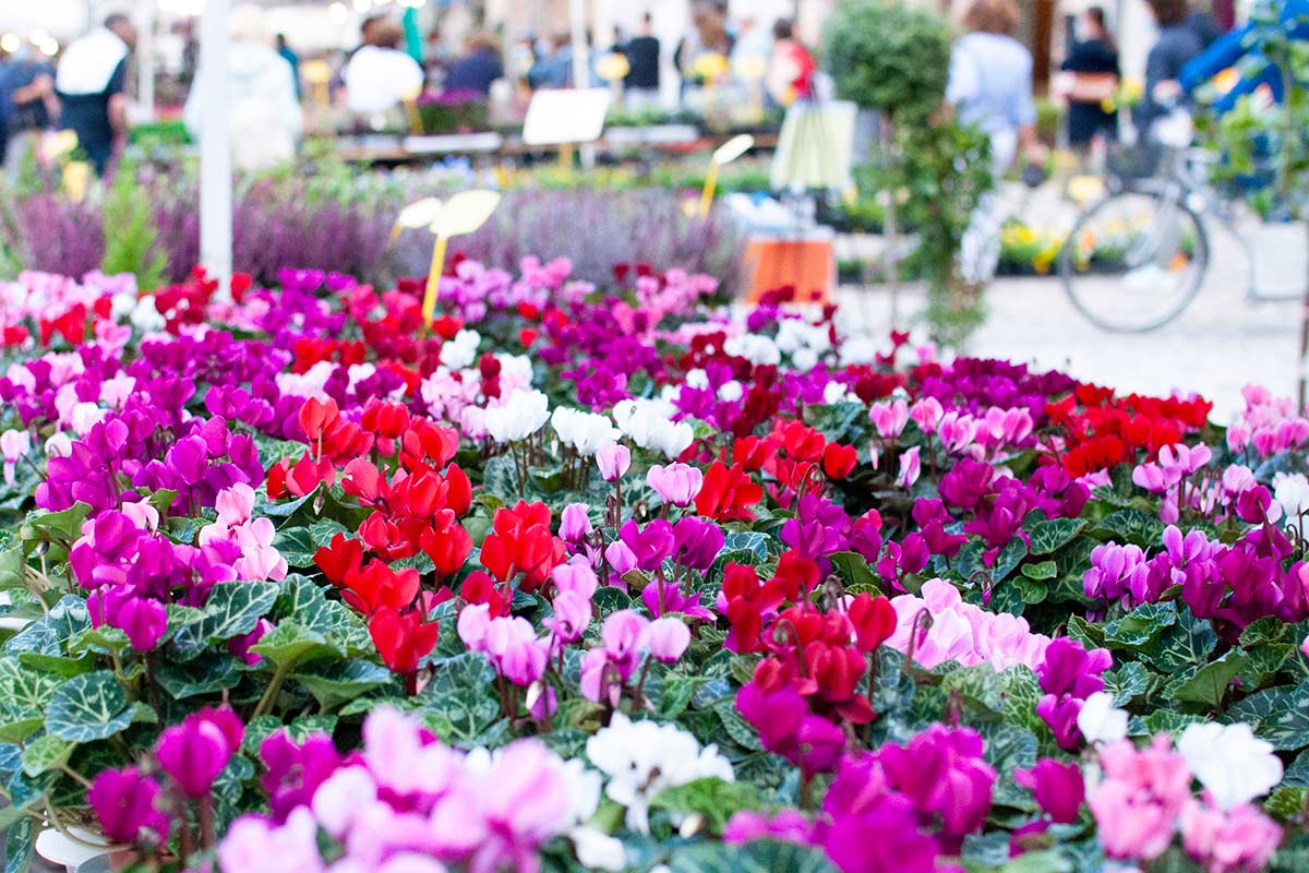 cyclamens en grande surface