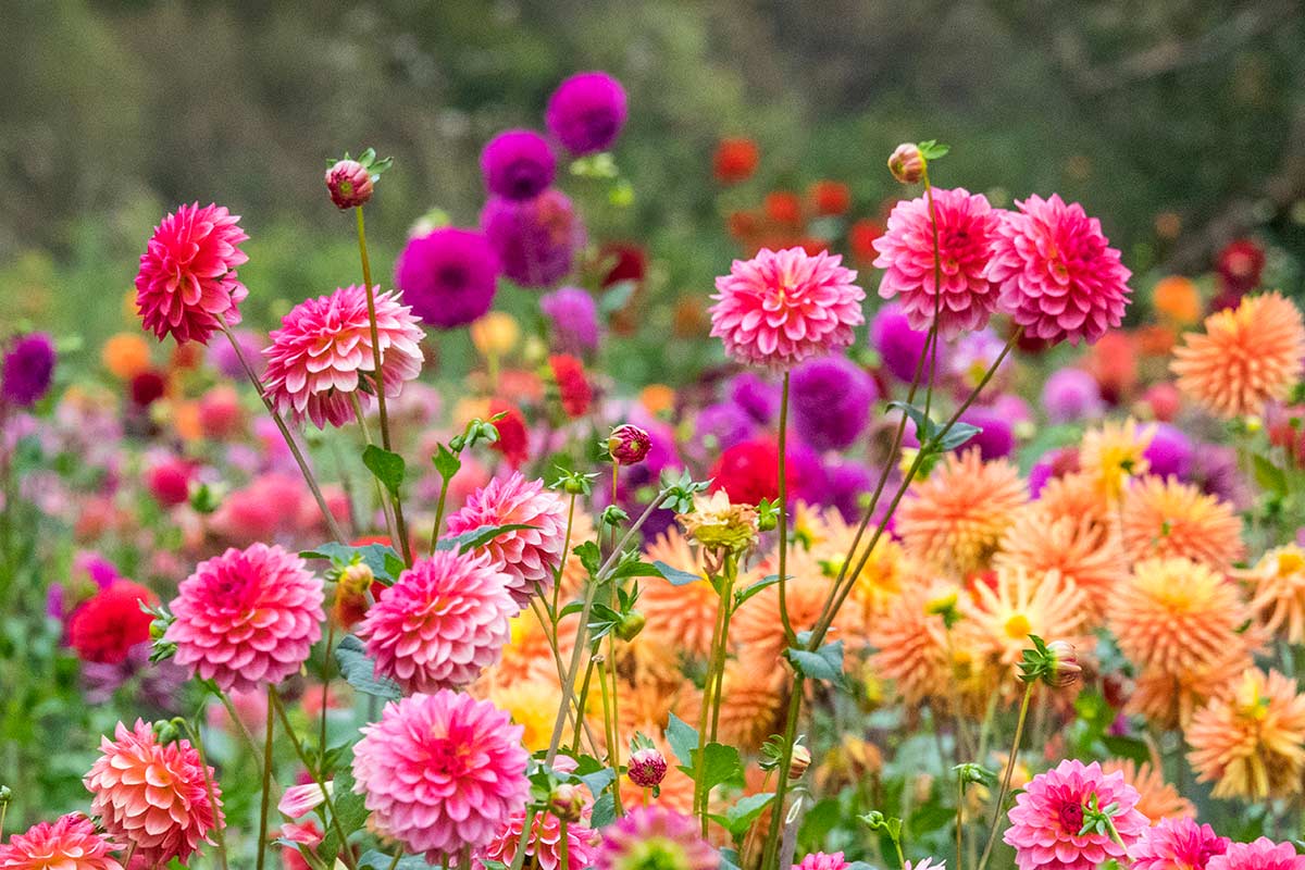 Dahlias