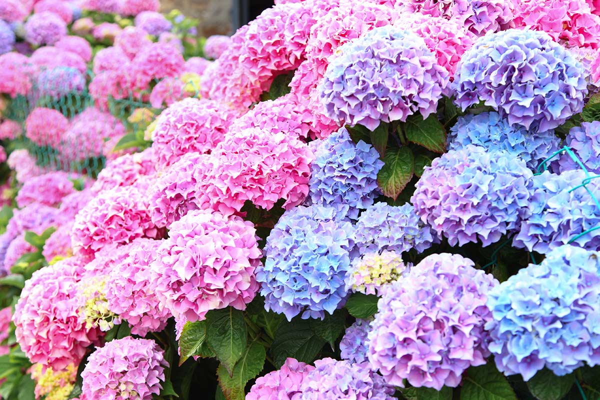 hortensias en automne