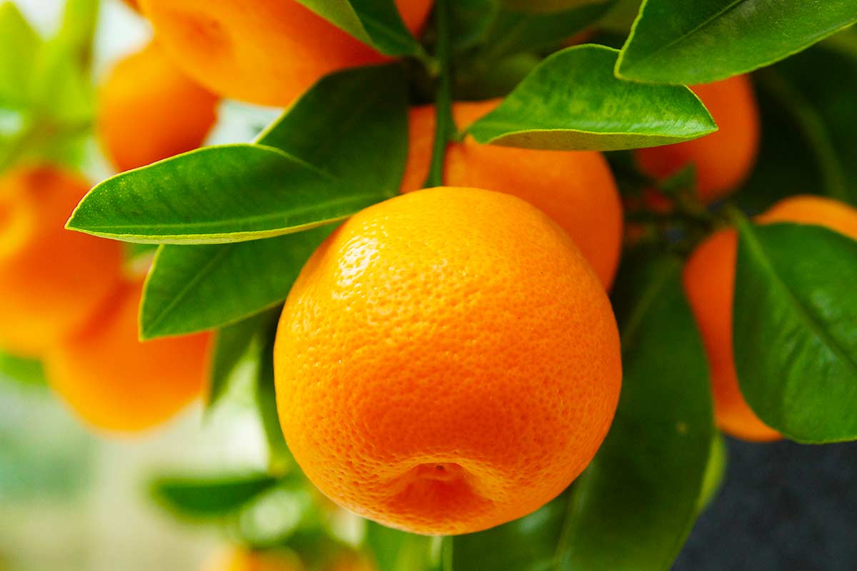 oranges sur oranger