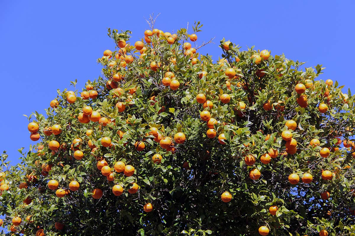 oranger avec beaucoup d'oranges