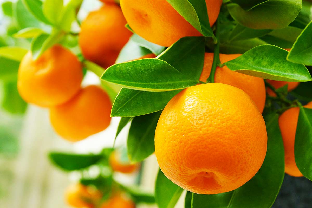 fertilisation oranger
