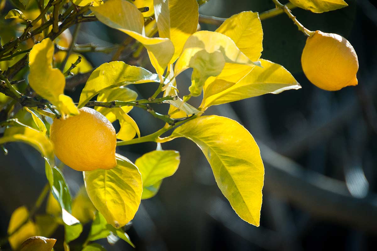 citronnier perd-il ses feuilles