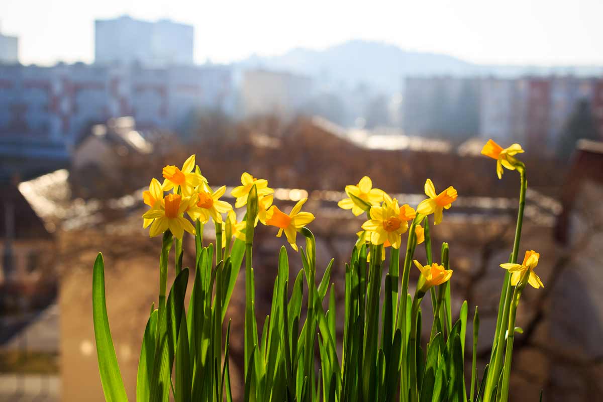 fleurs d'automne sur le balcon