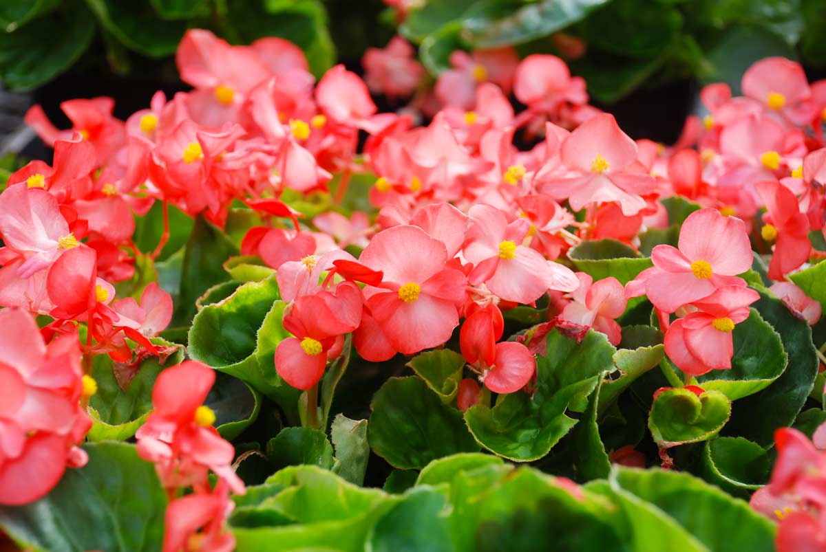 bégonias