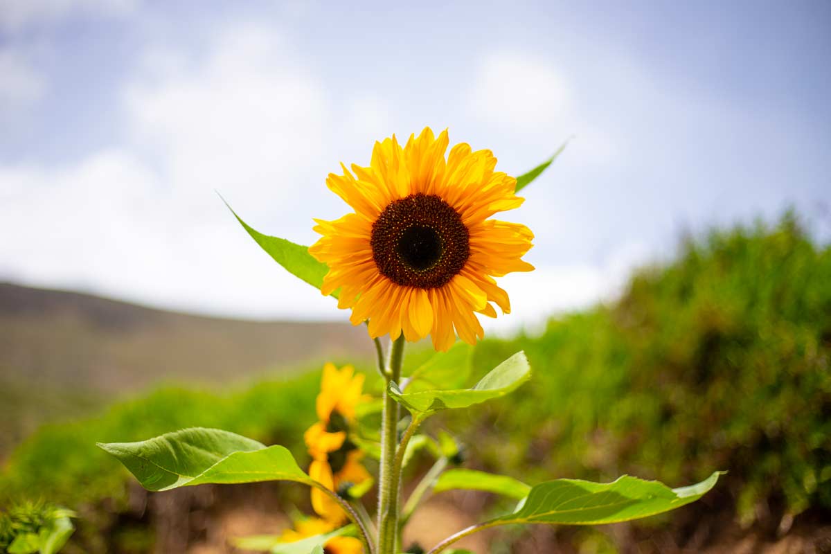 girasoles