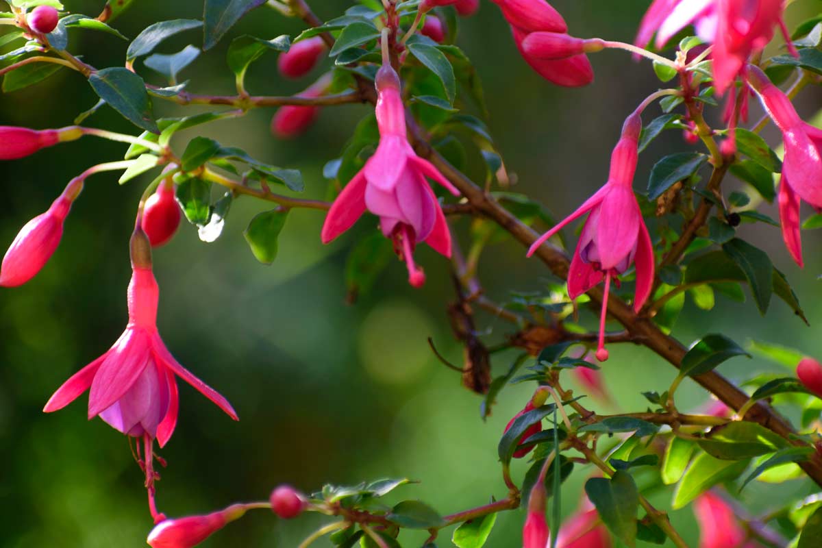 fuchsias