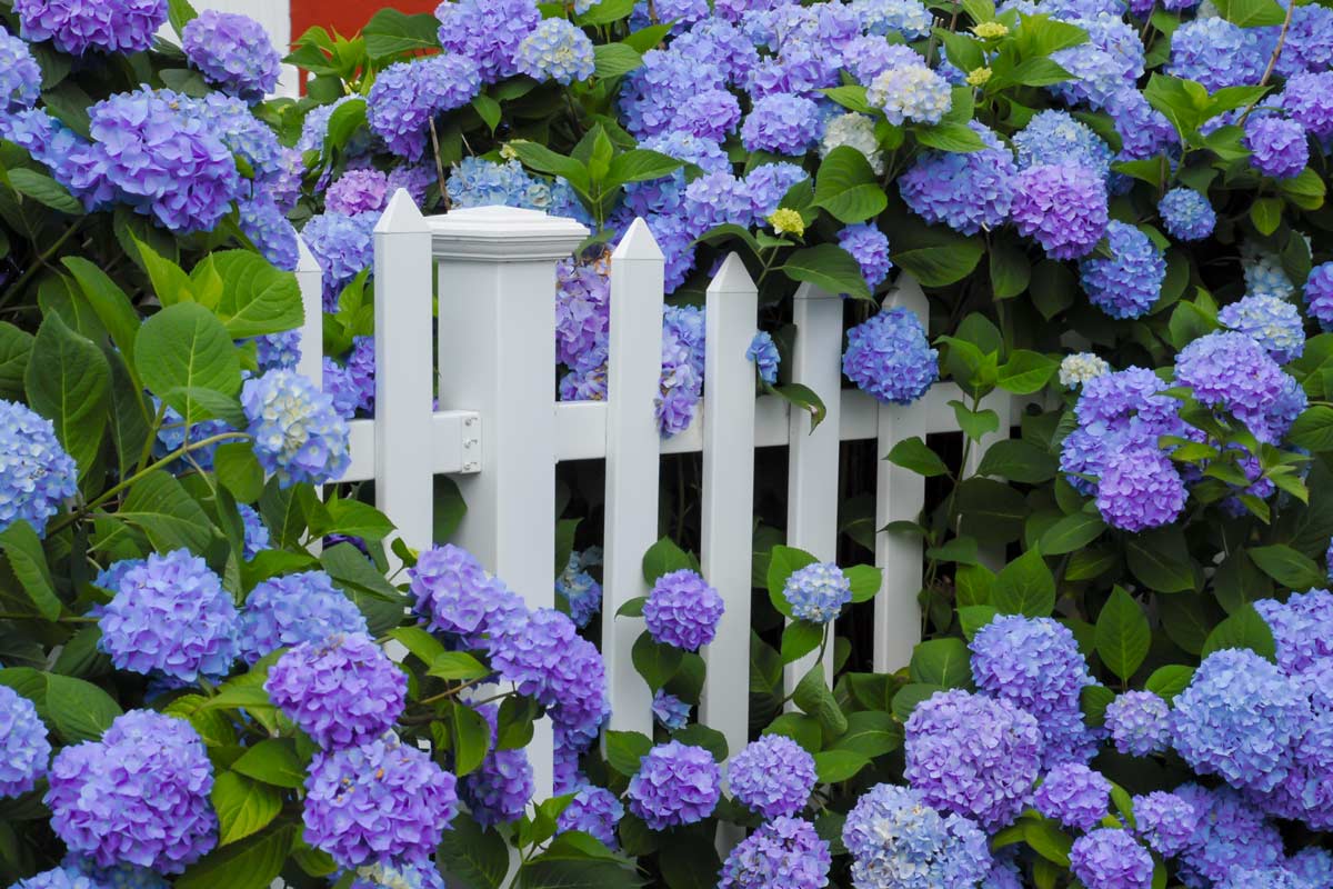 hortensias en automne