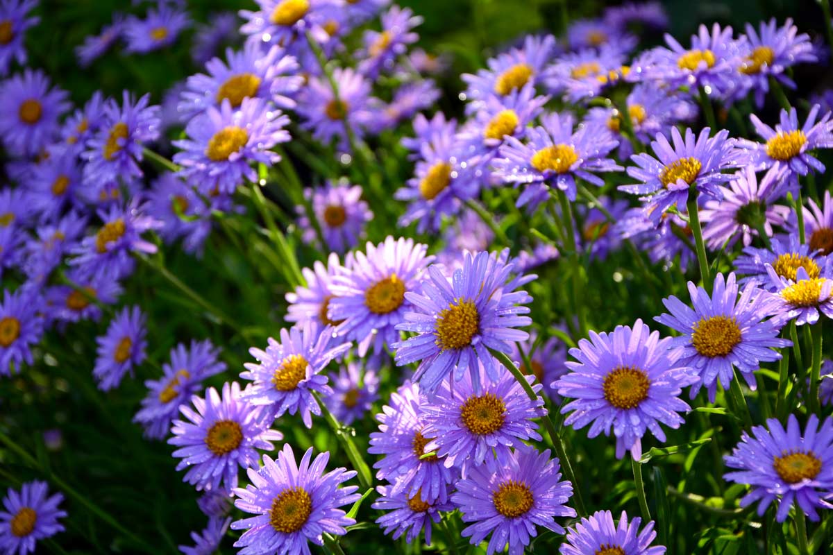 asters