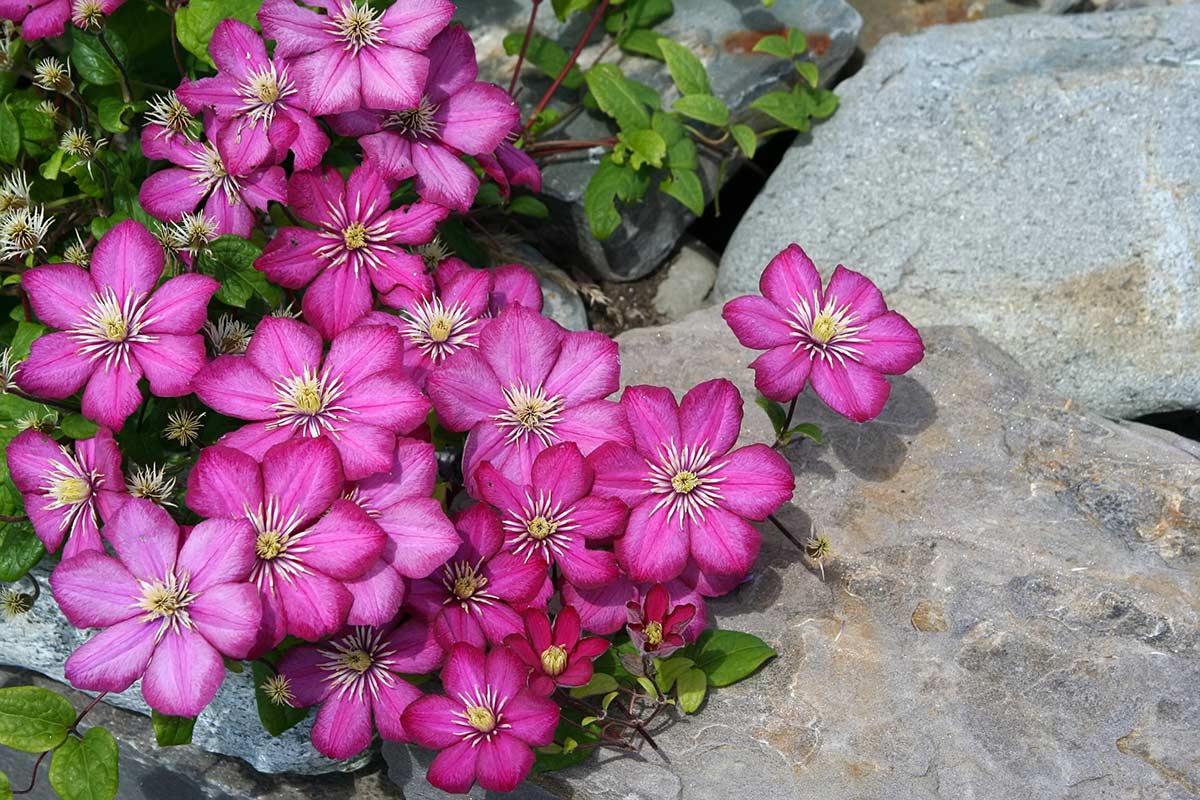 fleurs d'automne colorées pour le jardin