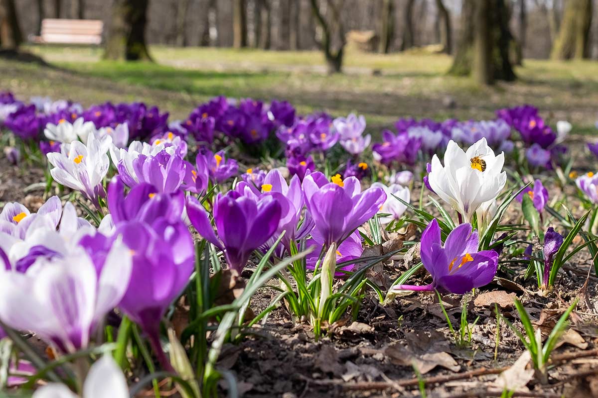 fleurs hiver