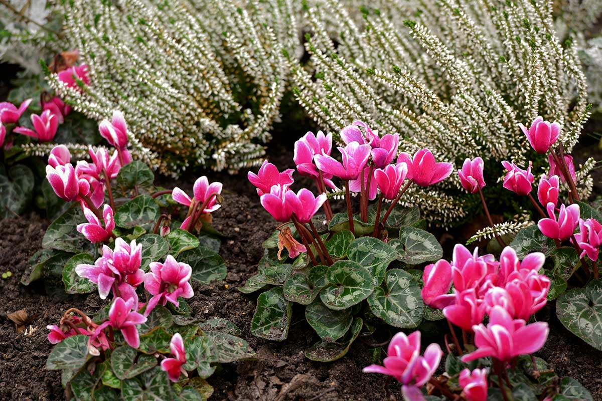 Le Cyclamen