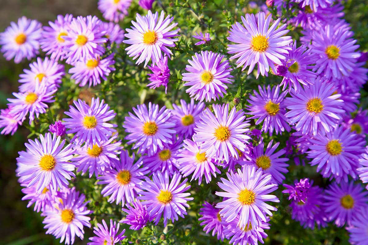 Aster violet