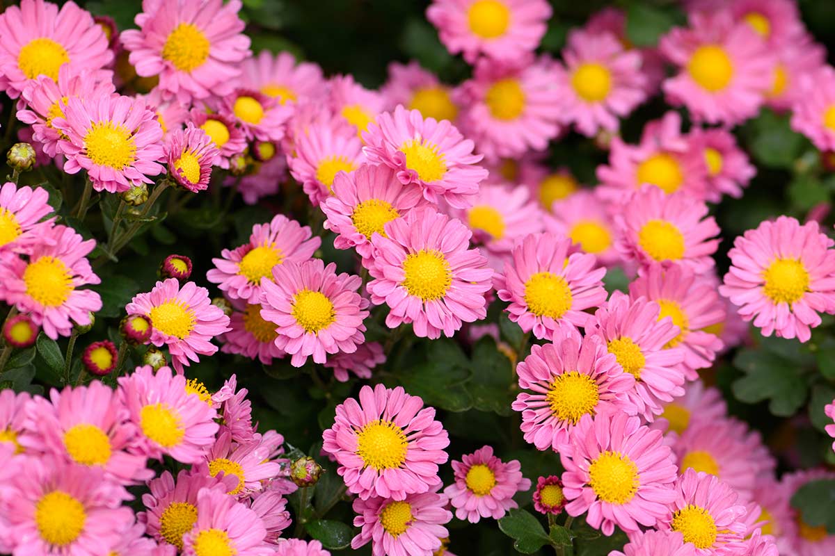 Aster dans le jardin