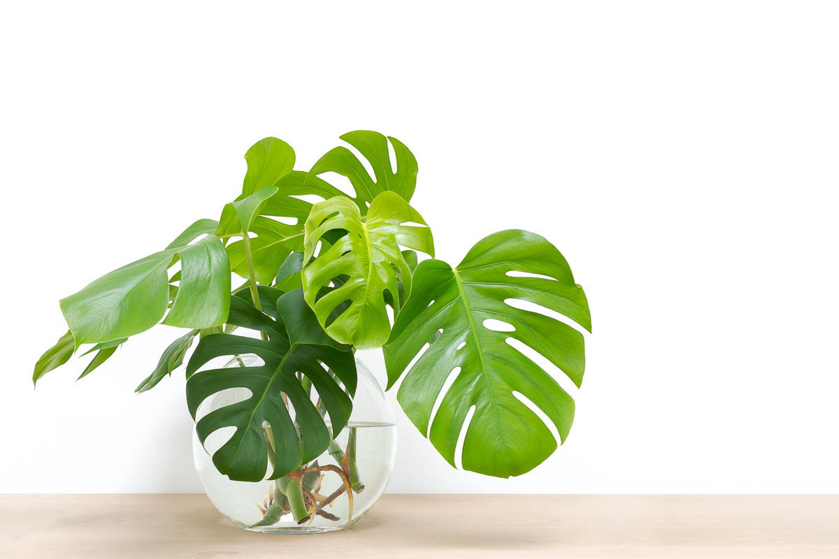 Philodendron