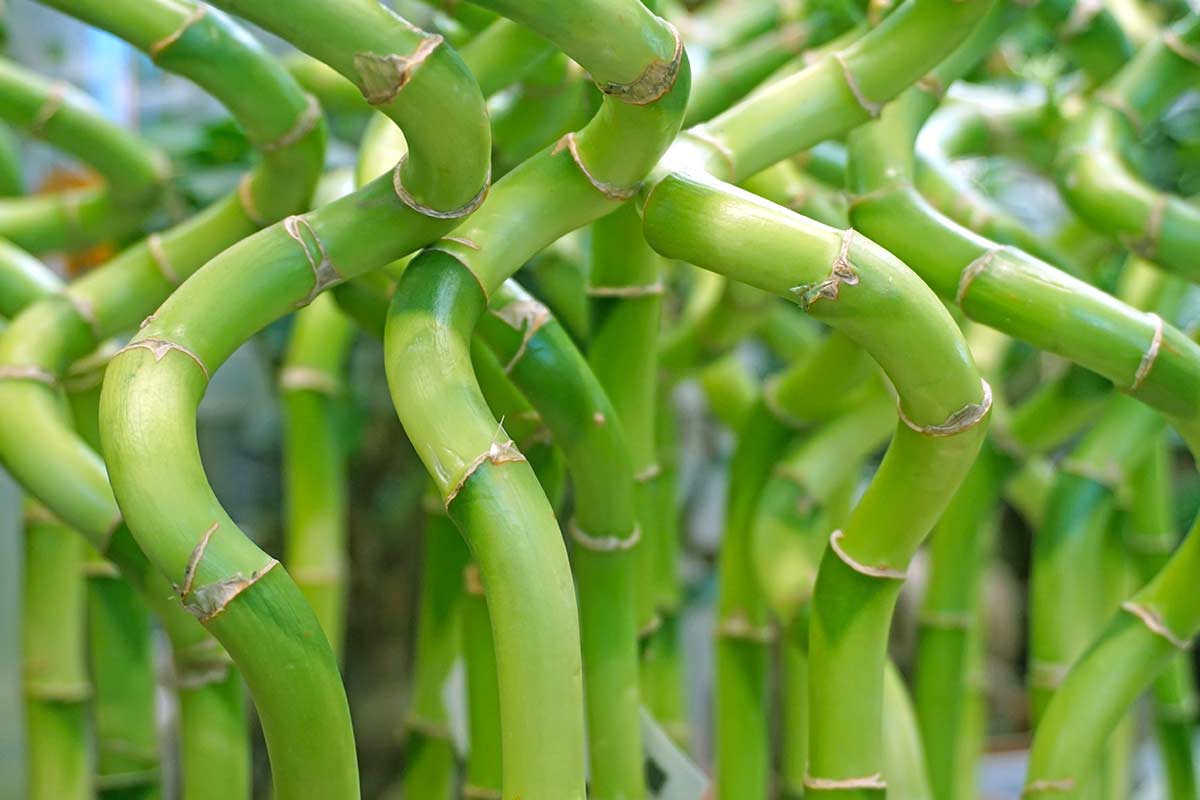 lucky bamboo