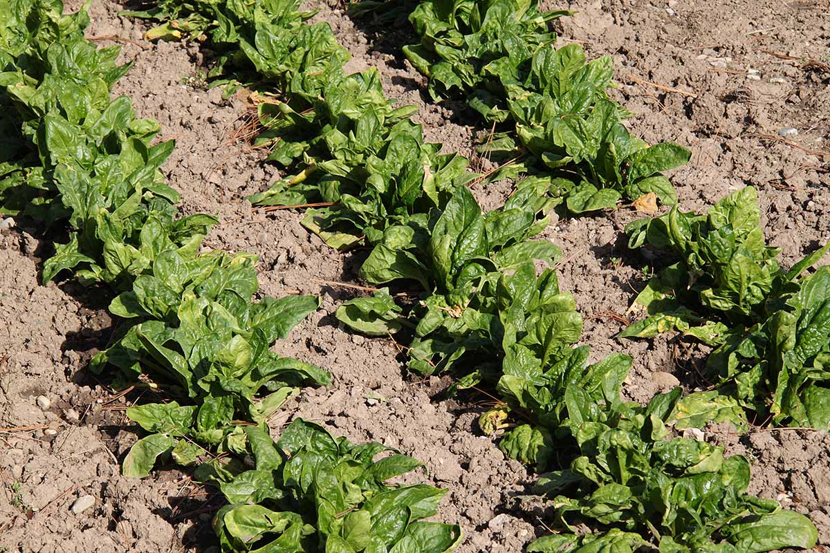 épinards potager