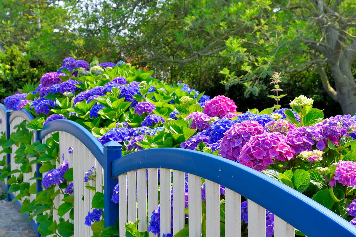 hortensias