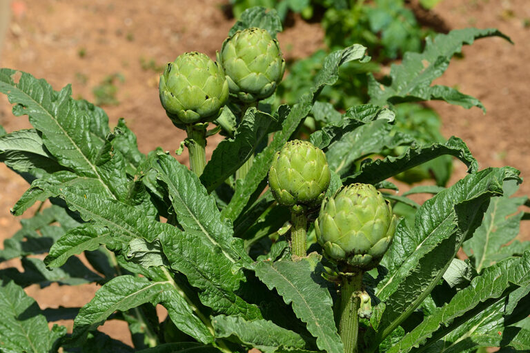 Tout savoir sur la plantation des artichauts le moment idéal et comment s