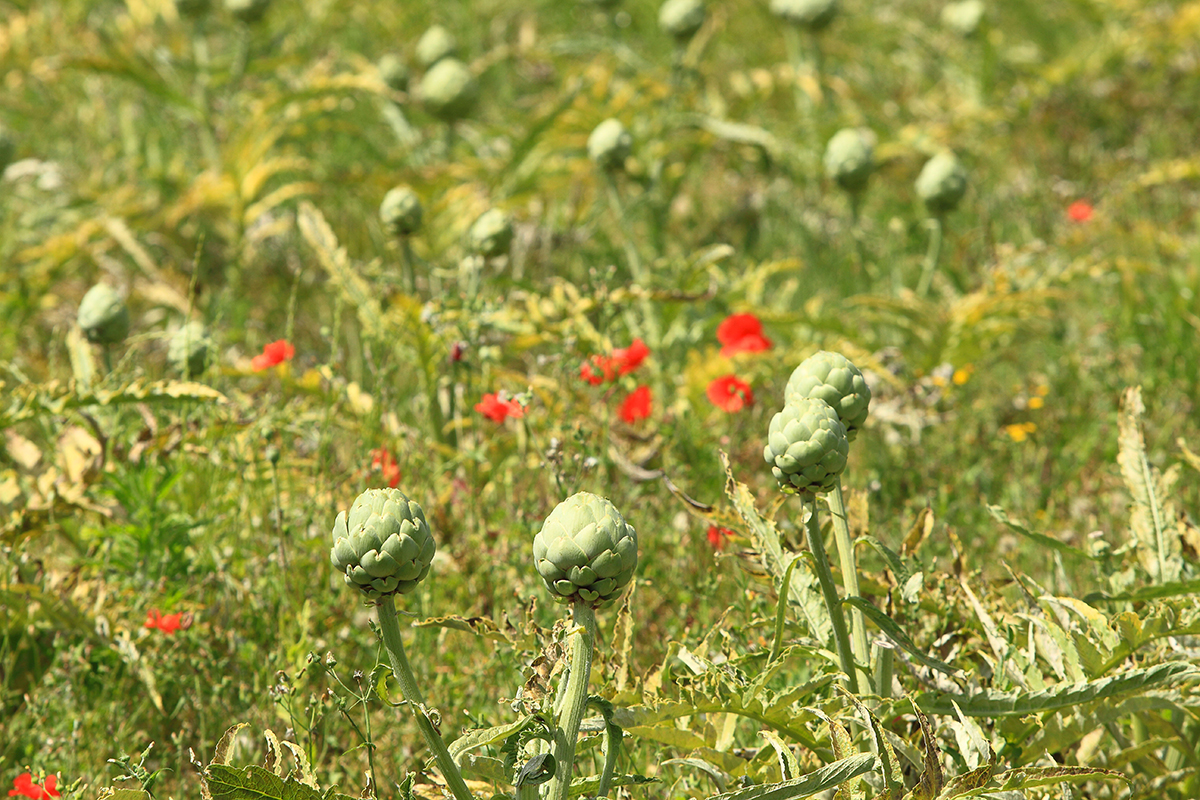 plants d'artichauts