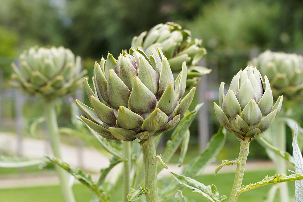 artichauts dans le potager