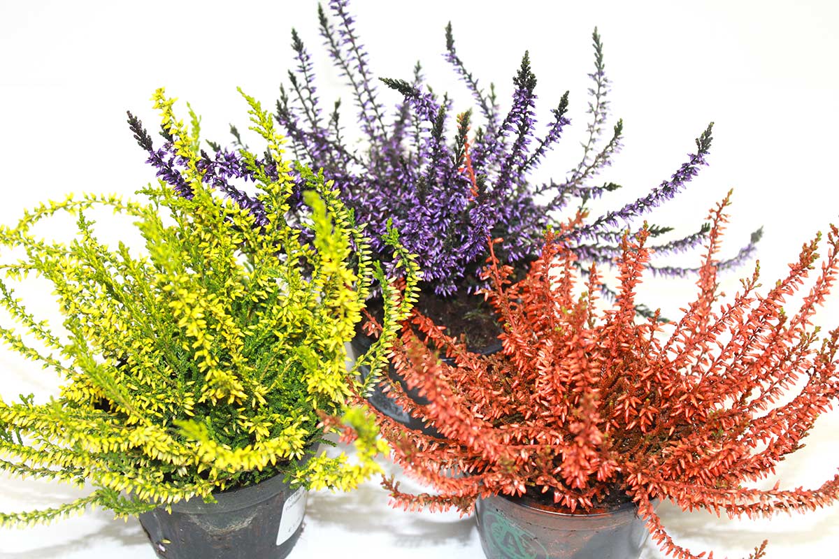 plantes automne lidl