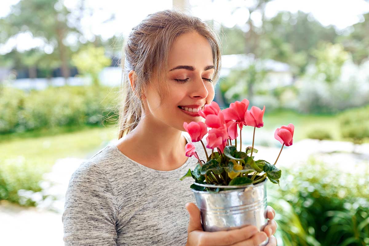 Fleurs et plantes Lidl cyclamens