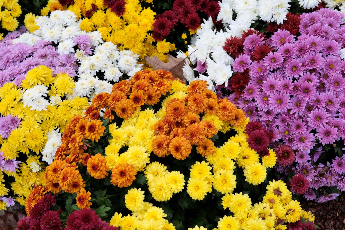 chrysanthèmes multifleurs