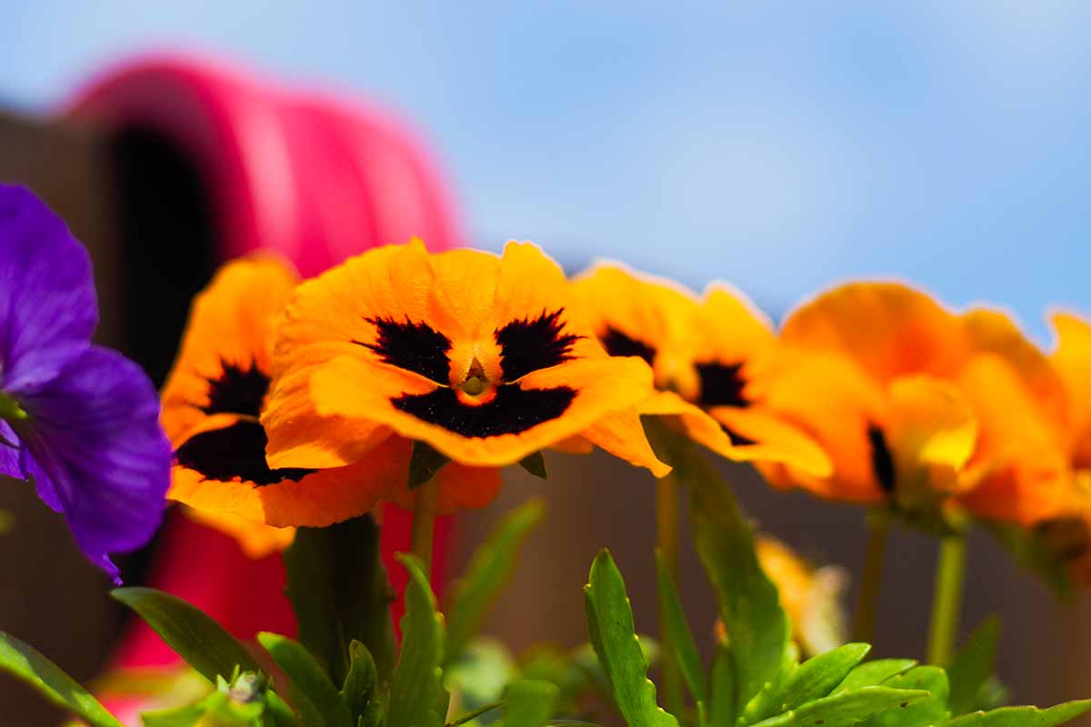 plantes résistantes au froid