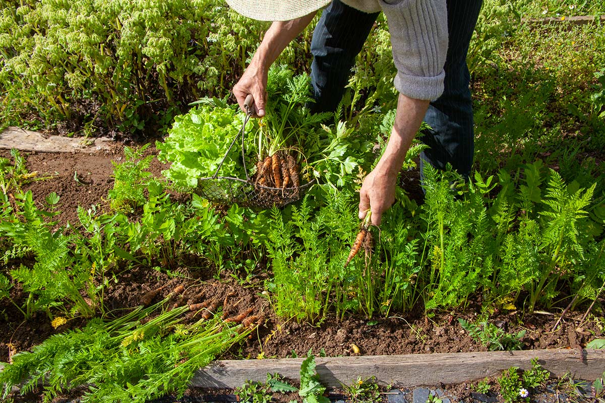 carottes dans le potager