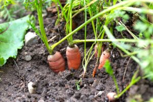 potager carottes cultivation
