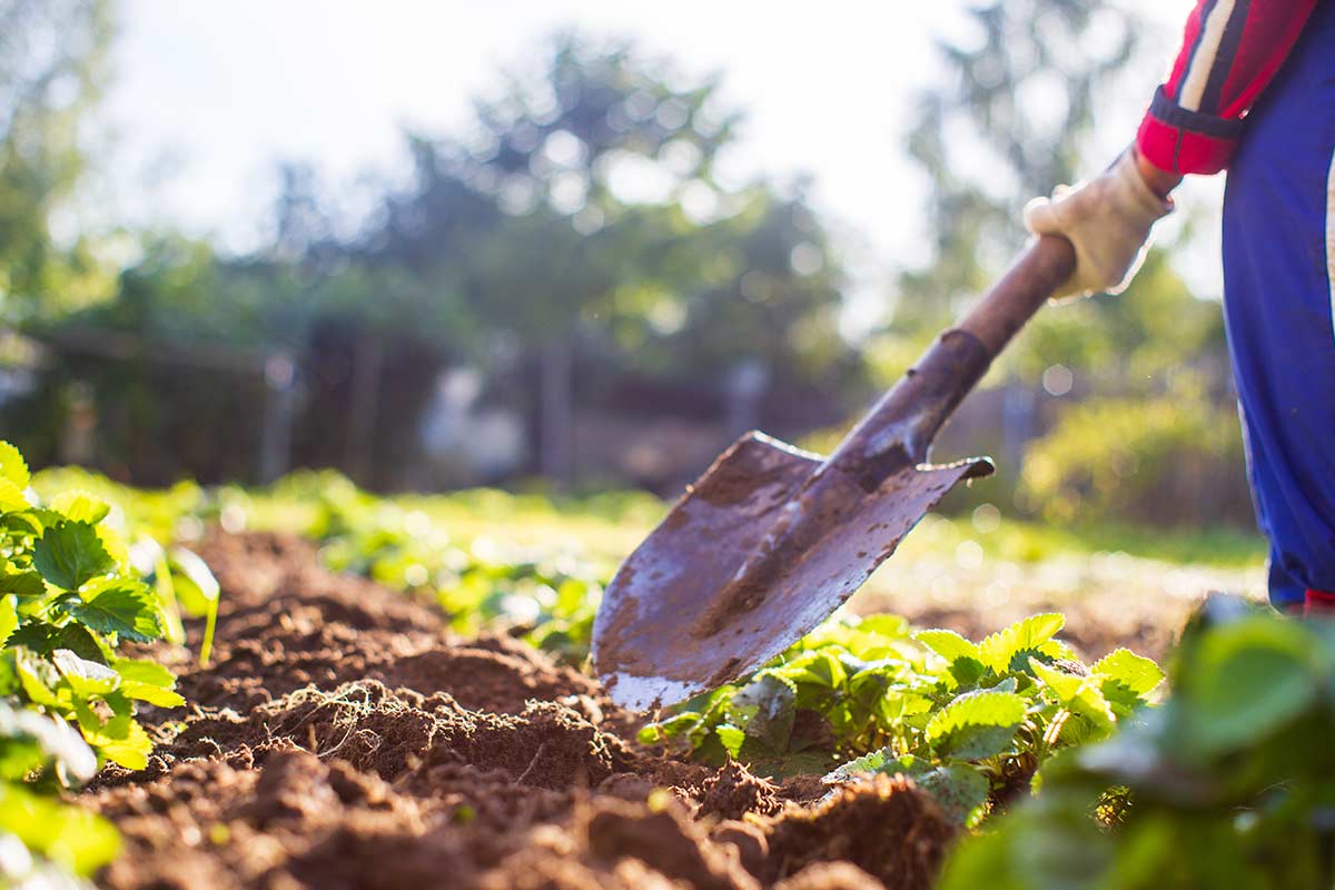 potager en automne