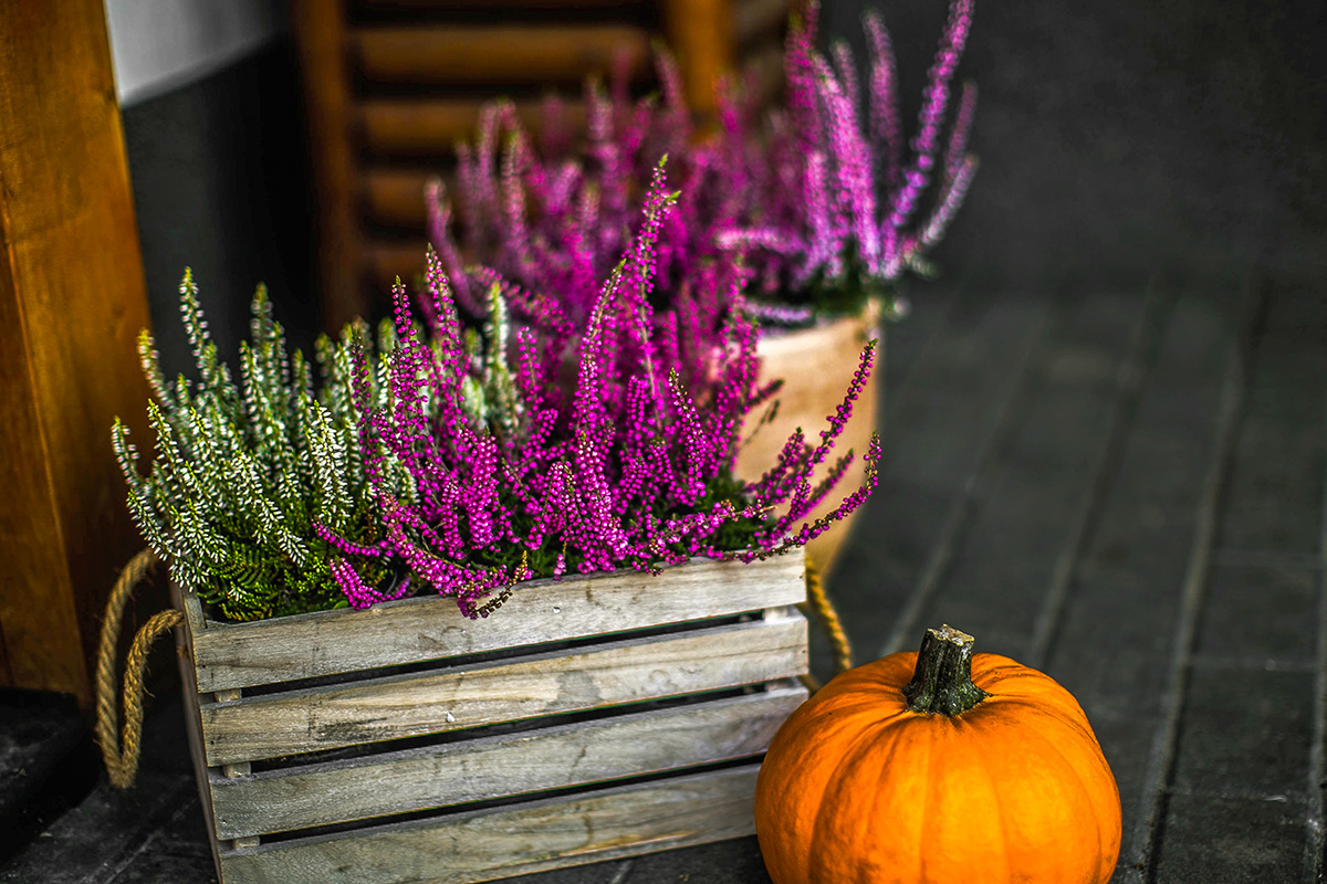 bruyère dans une cagette en bois avec une citrouille en automne