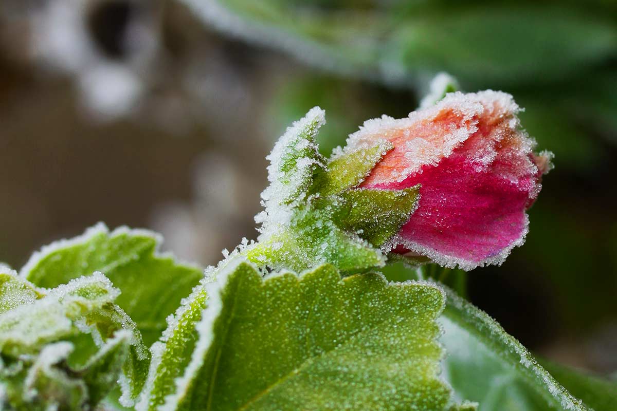 protéger roses du froid