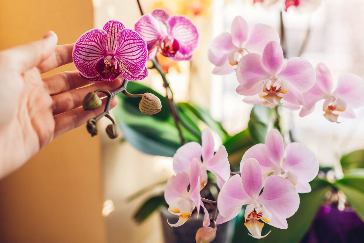 orchidées