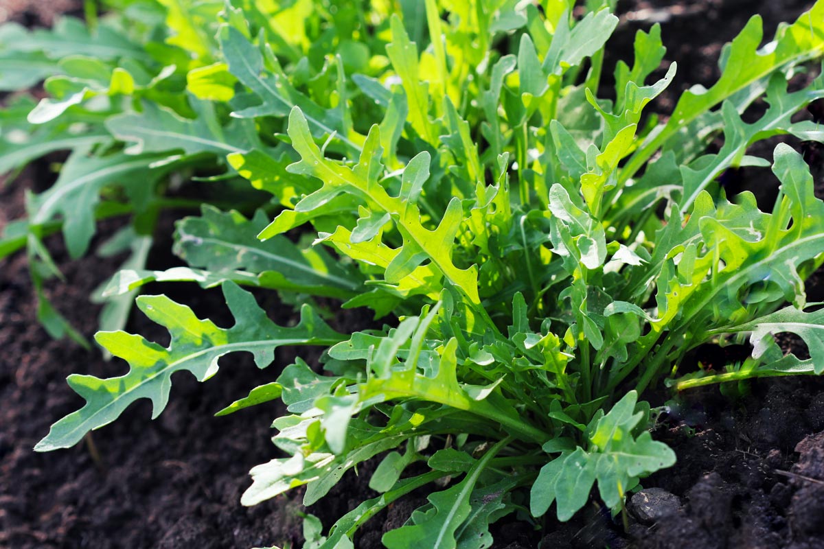 variétés de salades en hiver