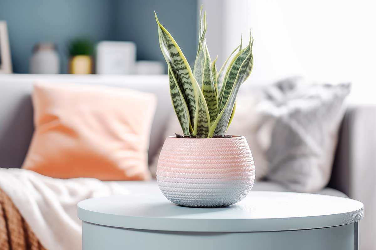 Sansevieria