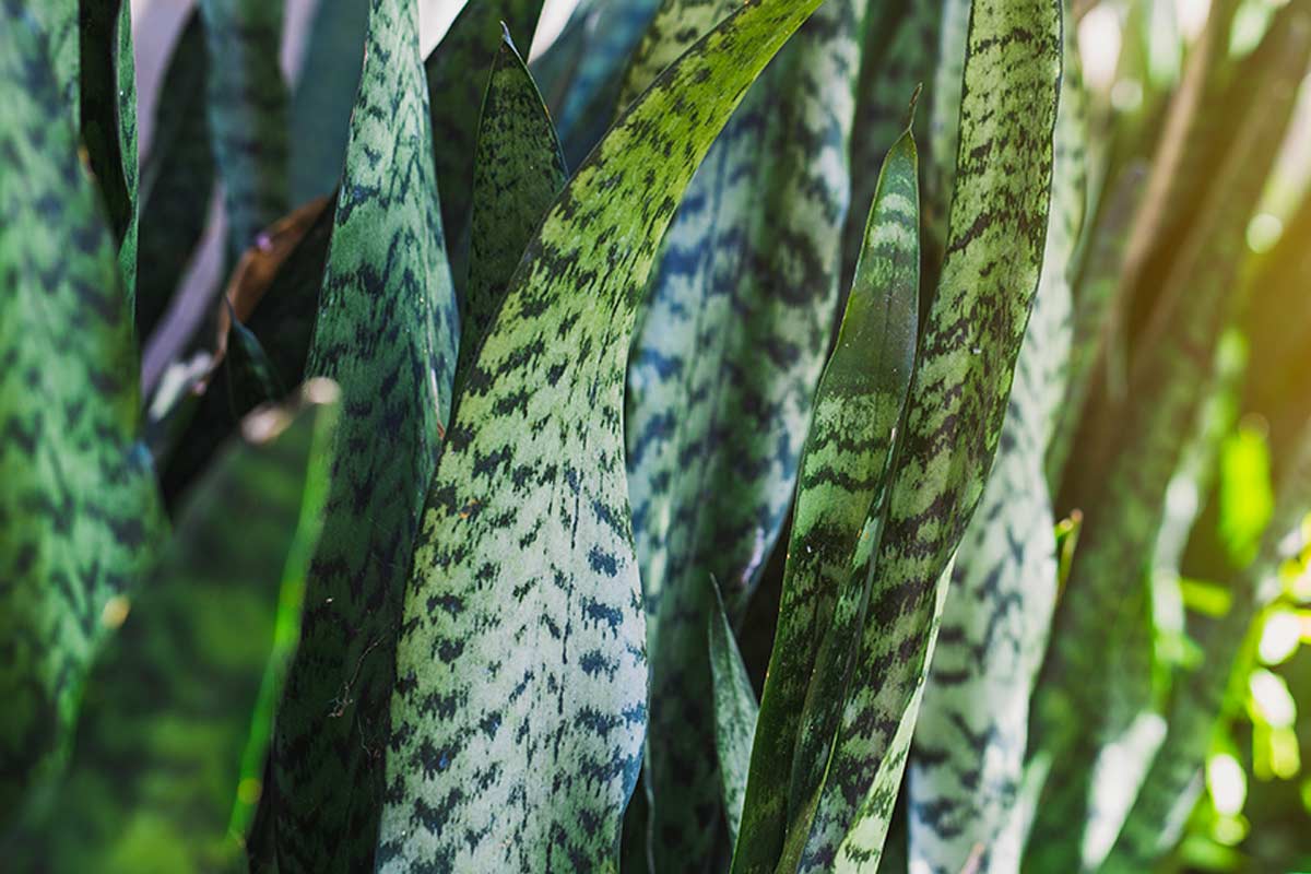 Sansevieria