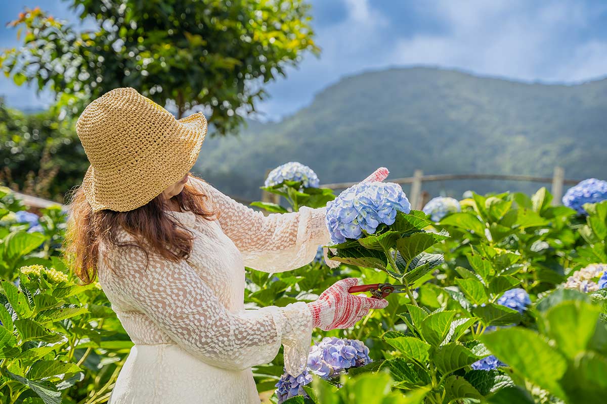 hortensias