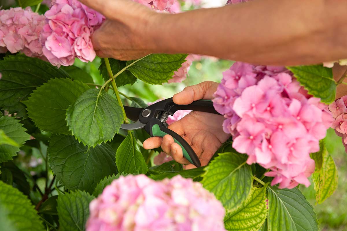 taille hortensias roses